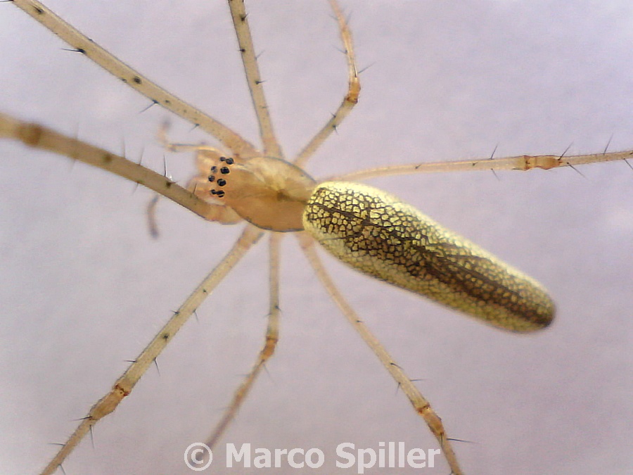 Tetragnatha sp. - Vicenza (VI)